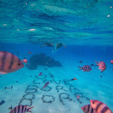 Coral garden and tropical fish in Bora Bora