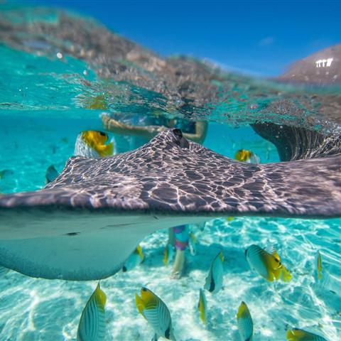 Snorkeling with a stingray in Bora Bora