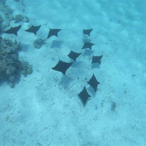 Leopard rays over the seabed in Bora Bora