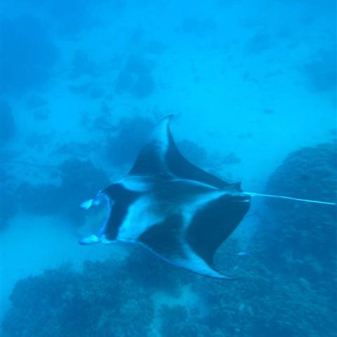 Manta ray in the Bora Bora lagoon